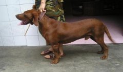 三角洲寻血猎犬是咋找到别人的(三角洲寻血猎犬找到人远吗?)