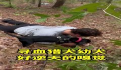 三角洲寻血猎犬处理的怎么样了(告诉我三角洲寻血猎犬处理的最新进展)