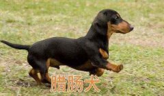 三角洲寻血猎犬在哪个区多(寻血猎犬在三角洲哪个区最稀有?)