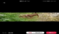 三角洲遇见寻血猎犬怎么举报(提供三角洲遇见寻血猎犬的举报链接)