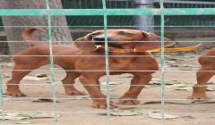 三角洲寻血猎犬在哪儿开(哪里可以买到三角洲行动里的寻血猎犬?)