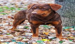 三角洲寻血猎犬原理(三角洲寻血猎犬是真实存在的吗?)