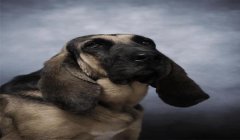 三角洲寻血猎犬子弹拐弯(三角洲寻血猎犬真的能让子弹拐弯吗?)