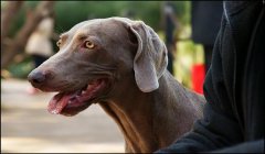三角洲寻血猎犬会锁头吗(三角洲寻血猎犬锁头挂多少钱?)