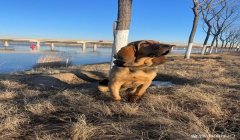 三角洲行动寻血猎犬怎么举报(有没有专门的寻血猎犬举报网站?)