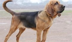寻血猎犬三角洲怎么处理(三角洲行动寻血猎犬怎么处理外挂)