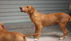 三角洲寻血猎犬在哪张地图出现(寻血猎犬在三角洲哪张地图出现最多?)