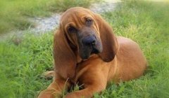 三角洲寻血猎犬队友不追缴吗(三角洲寻血猎犬队友会被追缴吗?)
