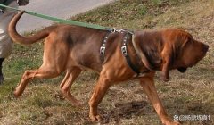 三角洲寻血猎犬怎么这么多(三角洲寻血猎犬为什么这么多?)