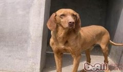三角洲手机版有寻血猎犬吗(三角洲手机版寻血猎犬的具体位置在哪?)