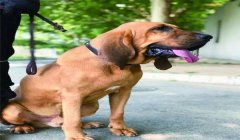 寻血猎犬三角洲指哪个角色(寻血猎犬在《三角洲行动》里原型是谁?)