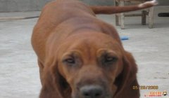 三角洲寻血猎犬处理得怎么样了(官方对寻血猎犬处理得怎么样了?)