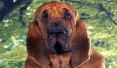 三角洲新版寻血猎犬(三角洲行动新版寻血猎犬的具体改动)