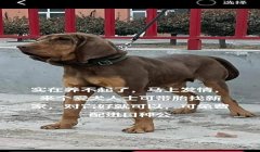 三角洲寻血猎犬没人管吗(三角洲寻血猎犬官方为什么不处理?)