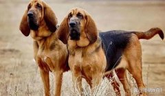 三角洲寻血猎犬不封号吗(有没有长期不封号的寻血猎犬?)