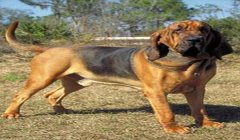 三角洲行动寻血猎犬怎么开(三角洲行动寻血猎犬具体开启步骤)