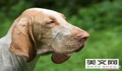 三角洲寻血猎犬恶搞图片(哪里可以找到寻血猎犬的恶搞图片?)