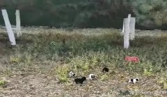 三角洲寻血猎犬没有浮木(三角洲寻血猎犬没有浮木是什么意思?)