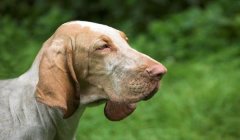 三角洲寻血猎犬背包图片(有三角洲寻血猎犬背包的实物图吗?)
